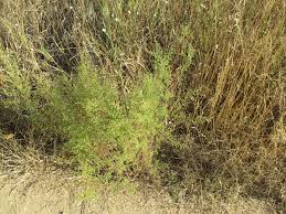 Image result for Dewildemania filifolia