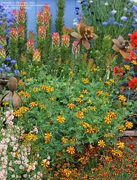Maybe you would like to learn more about one of these? Plantfiles Pictures French Marigold Harlequin Tagetes Patula 1 By Anniesannuals