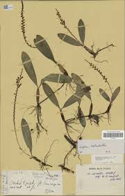 Image result for Bulbophyllum oreonastes