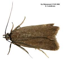 Image result for Acompsia subpunctella