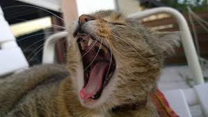 Maybe you would like to learn more about one of these? à¸£ à¸›à¸ à¸²à¸žà¸Ÿà¸£ à¹à¸¡à¸§ à¸­ à¸²à¸›à¸²à¸à¸„ à¸²à¸‡ à¹à¸¡à¸§ Yawns à¸£ à¸ à¸‚ à¹€à¸¥ à¸™ à¸™ à¸²à¸£ à¸ à¹à¸¡à¸§ Hippopx