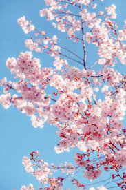 Maybe you would like to learn more about one of these? Guangzhou China On Twitter Pink Peach Flowers Bloom With The Spring Breeze The Peachblossoms At Jindong Peach Blossom Town In Conghua Are Stunning Tens Of Thousands Of Strains In The Peach Blossom
