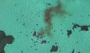 Jul 30, 2019 · july 30, 2019. More Than 70 Hungry Tiger Sharks Devour Humpback Whale In Gruesome Feeding Frenzy Nature News Express Co Uk