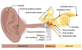 Image result for Cochlea