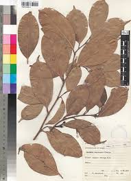 Image result for Trilepisium madagascariense