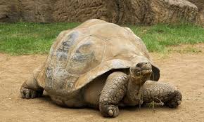 اكبر b سلحفاه b b صور b اكبر galapagos tortoise giant tortoise tortoise