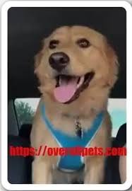 Working dogs with hearts of gold! Golden Retriever Australian Shepherd Mix Golden Aussie Buyer Guide