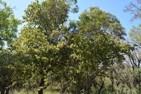 Image result for Pappea capensis