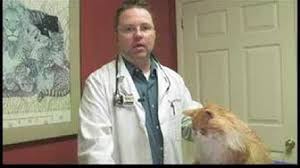 Like her wild ancestors, your cat is an expert at hiding her discomfort. What Does Skin Cancer On Cats Look Like Kotikmeow