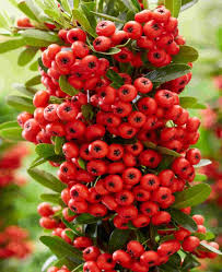Image result for Pyracantha coccinea red column