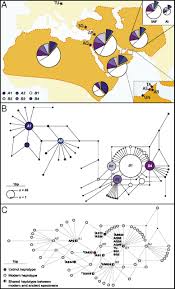 Tion stretched back millennia before domestication. Ancient And Modern Dna Reveal Dynamics Of Domestication And Cross Continental Dispersal Of The Dromedary Pnas