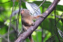 Pygmy marmosets are arboreal creatures, scampering, dashing, and leaping from tree to tree in the sheltered areas of south america's rainforest canopy. Pygmy Marmoset Wikipedia