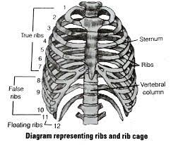 The structure of ribs that protects your heart and lungs in your chest 2. With Respect To Rib Cage Explain The Following Br A Bicephalic