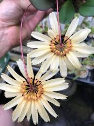 Image result for Bulbophyllum X chikukwa