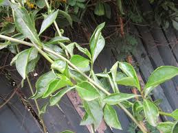 Image result for Senecio maranguensis