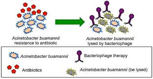 Image result for Striga baumannii