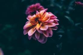 Aesthetic flower wallpapers for free download. Download Flowers Wallpapers And Backgrounds Teahub Io