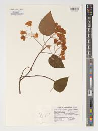 Image result for Dombeya torrida