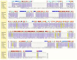 We met at the bar. Beclin 1 Protein Sequence Alignment Tyrosine Residues Are Highlighted Download Scientific Diagram
