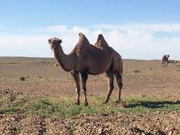 A soldier from the lower east side was shot and killed by terrorists in iraq, officials said yesterday. Watch A Soldier Ride A Bucking Camel During The Gulf Warthe Sitrep Military Blog