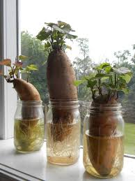 One of the best indicators to tell when potatoes are ready to harvest is the condition of the vines. Sweet Potatoes In A Jar Well Done Stuff Growing Sweet Potatoes Plants In Jars Sweet Potato Plant