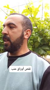 بديت عملية نقص أوراق شجرة العنب