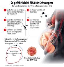 Understand zika virus and its relationship to guillain barré syndrome (gbs) Zika Panik Virus Mucke Auf Mallorca News Ausland Bild De