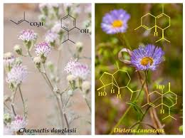 Image result for Pegolettia retrofracta