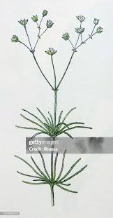 Image result for Spergula arvensis