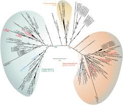 Image result for Sphaerocyperus erinaceus