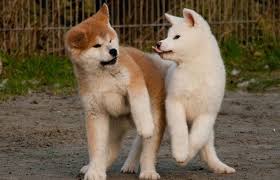 Akita breeder, akita puppies for sale, american akitas large bone, 35 years of top quality breeding, many akita champions and beautiful puppies. Akita Dog Price Range How Much Are American Akita Puppies