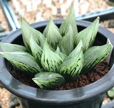 Cherry Farm Creamery