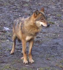 Maybe you would like to learn more about one of these? Datei Canis Lupus Lupus Prague Zoo Jpg Wikipedia