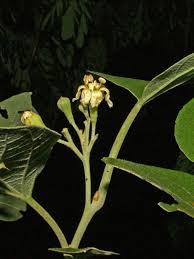 Image result for Cordia sp.A.