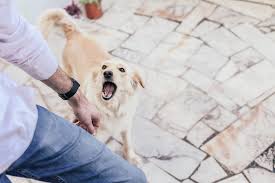 We did not find results for: Can A Landlord Make You Get Rid Of Your Dog Rehome By Adopt A Pet Com