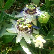 Image result for Passiflora caerulea