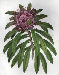 Image result for Protea gaguedi