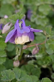 Image result for Aquilegia flabellata ministar