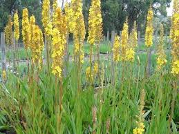 Wachendorfia Thyrsiflora Deer Resistant Plants Plants
