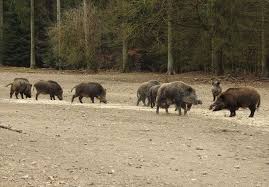 Wildschweine Erlebniswald Trappenkamp Wildschwein Erlebnis Wald