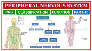 Peripheral Nervous System Classification Function Pns Part 10 Human Anatomy Physiology Youtube