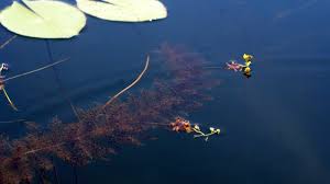 Image result for Utricularia stellaris