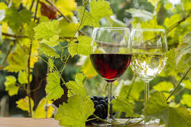 International Grenache Day (September 15th, 2023) | Days Of The Year