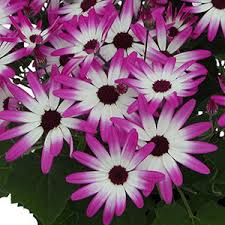 Image result for Pericallis