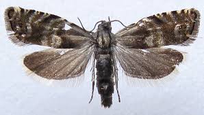 Image result for Cydia strobilella