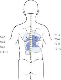 This is the currently selected item. The Patient History And Physical Examination Cervical Thoracic And Lumbar Musculoskeletal Key