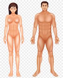 Find out the most sensitive parts of a woman's body for pleasure. Healthy Body Of Man And Woman Flat Premium Vector Png Similar Png