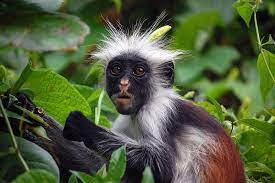 Zanzibar Red Colobus Monkey Jpg Animals Weird Animals Monkey