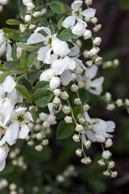 Image result for Exochorda