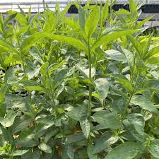 Image result for Vernonia glabra